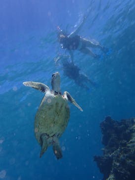 宮古島 ADVENTURE PiPi（ミヤコジマ アドベンチャー ピピ）に投稿された画像（2023/9/23）