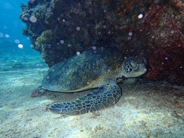 宮古島 ADVENTURE PiPi（ミヤコジマ アドベンチャー ピピ）に投稿された画像（2023/9/23）