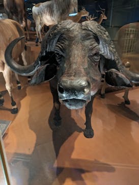 国立科学博物館に投稿された画像（2023/9/23）