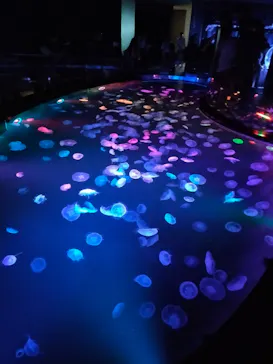 すみだ水族館に投稿された画像（2023/9/23）