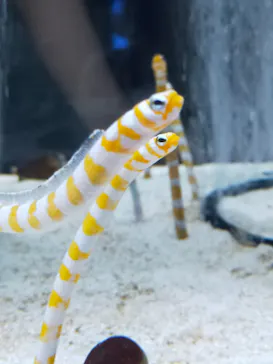 すみだ水族館に投稿された画像（2023/9/23）