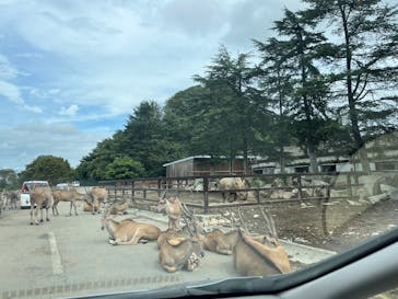 群馬サファリパークに投稿された画像（2023/9/23）