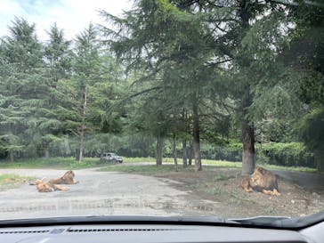 群馬サファリパークに投稿された画像（2023/9/23）