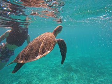 宮古島 ADVENTURE PiPi（ミヤコジマ アドベンチャー ピピ）に投稿された画像（2023/9/23）