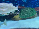 サンシャイン水族館に投稿された画像（2023/9/24）
