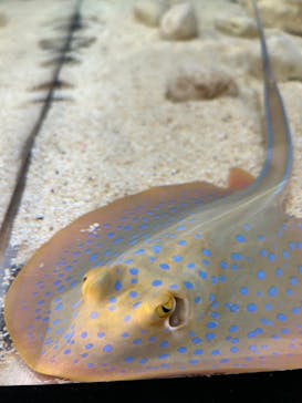 サンシャイン水族館に投稿された画像（2023/9/23）