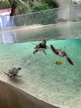 鴨川シーワールドに投稿された画像（2023/9/23）