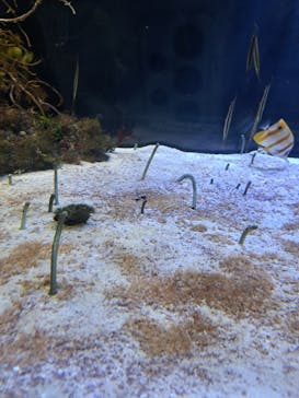 名古屋港水族館に投稿された画像（2023/9/24）