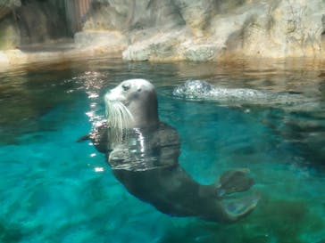 大分マリーンパレス水族館 「うみたまご」に投稿された画像（2023/9/24）