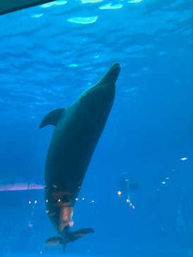 マリンワールド海の中道に投稿された画像（2023/9/24）
