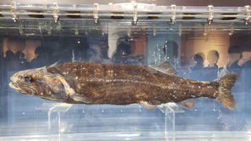 特別展「海　―生命のみなもと―」（国立科学博物館）に投稿された画像（2023/9/24）