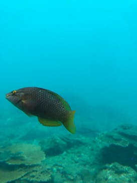 串本海中公園水族館に投稿された画像（2023/9/24）