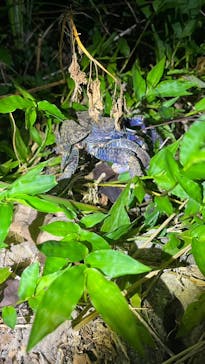 宮古島 ADVENTURE PiPi（ミヤコジマ アドベンチャー ピピ）に投稿された画像（2023/9/24）