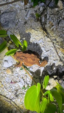 宮古島 ADVENTURE PiPi（ミヤコジマ アドベンチャー ピピ）に投稿された画像（2023/9/24）