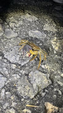 宮古島 ADVENTURE PiPi（ミヤコジマ アドベンチャー ピピ）に投稿された画像（2023/9/24）