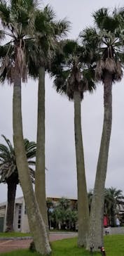 アロハガーデンたてやまに投稿された画像（2023/9/24）