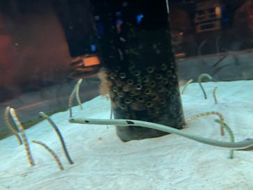 沖縄美ら海水族館に投稿された画像（2023/9/24）