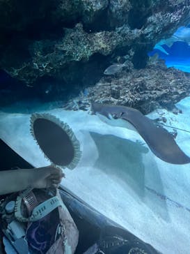 サンシャイン水族館に投稿された画像（2023/9/24）