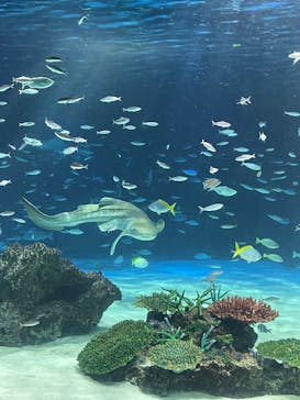 サンシャイン水族館に投稿された画像（2023/9/24）