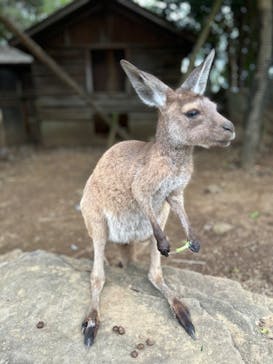 伊豆シャボテン動物公園に投稿された画像（2023/9/24）