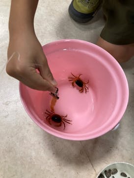 いきもの探検隊上尾に投稿された画像（2023/9/24）