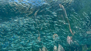 九十九島水族館海きららに投稿された画像（2023/9/24）
