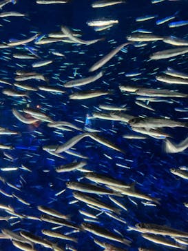 大分マリーンパレス水族館 「うみたまご」に投稿された画像（2023/9/24）