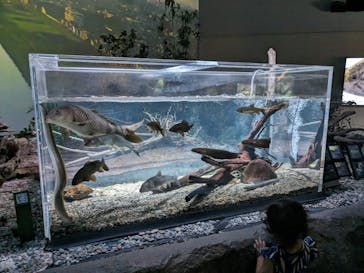 カワスイ 川崎⽔族館に投稿された画像（2023/9/24）