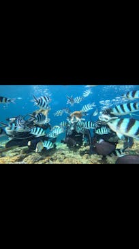 青の洞窟専門店　沖縄ダイビングショップ和に投稿された画像（2023/9/24）