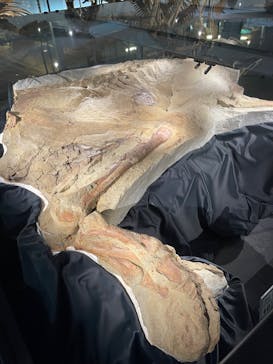 福井県立恐竜博物館に投稿された画像（2023/9/24）