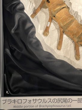 福井県立恐竜博物館に投稿された画像（2023/9/24）