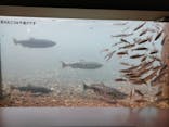 サケのふるさと 千歳水族館に投稿された画像（2023/9/24）