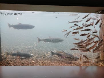 サケのふるさと 千歳水族館に投稿された画像（2023/9/24）