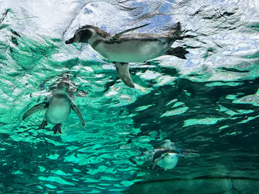 天王寺動物園に投稿された画像（2023/9/24）