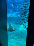 沖縄美ら海水族館に投稿された画像（2023/9/24）