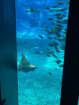 沖縄美ら海水族館に投稿された画像（2023/9/24）