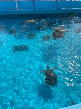 沖縄美ら海水族館に投稿された画像（2023/9/24）