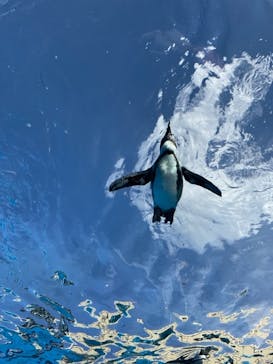 サンシャイン水族館に投稿された画像（2023/9/24）