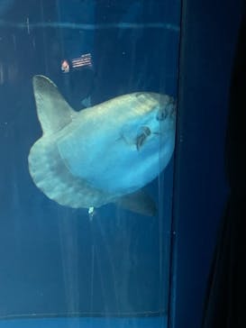 サンシャイン水族館に投稿された画像（2023/9/24）