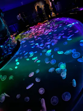 すみだ水族館に投稿された画像（2023/9/24）