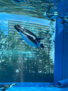サンシャイン水族館に投稿された画像（2023/9/24）