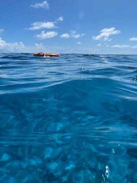 Sea World（シーワールド）に投稿された画像（2023/9/24）