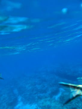 Sea World（シーワールド）に投稿された画像（2023/9/24）