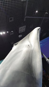 特別展「海　―生命のみなもと―」（国立科学博物館）に投稿された画像（2023/9/24）