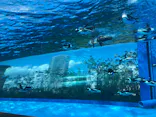 サンシャイン水族館に投稿された画像（2023/9/24）