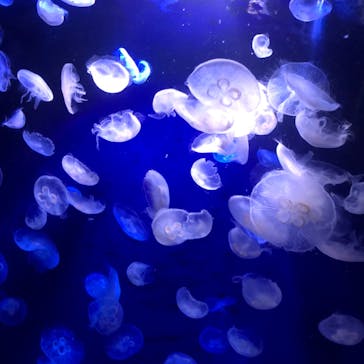 サンシャイン水族館に投稿された画像（2023/9/24）