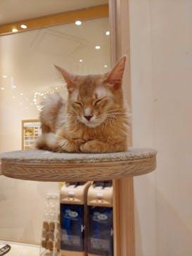 猫カフェモカ　イオンモール幕張新都心店に投稿された画像（2023/9/24）