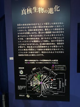 特別展「海　―生命のみなもと―」（国立科学博物館）に投稿された画像（2023/9/24）