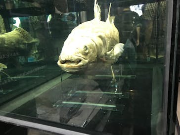 特別展「海　―生命のみなもと―」（国立科学博物館）に投稿された画像（2023/9/24）