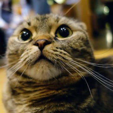 猫カフェモカ　新宿店に投稿された画像（2023/9/24）